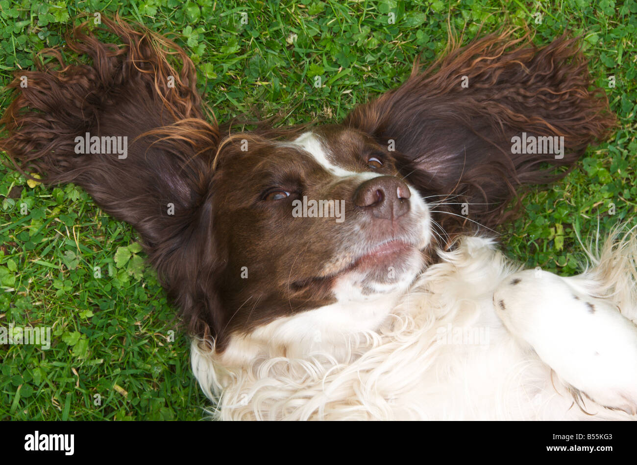 Springer Spaniels sind Spaß liebende aktive Hunde Stockfoto