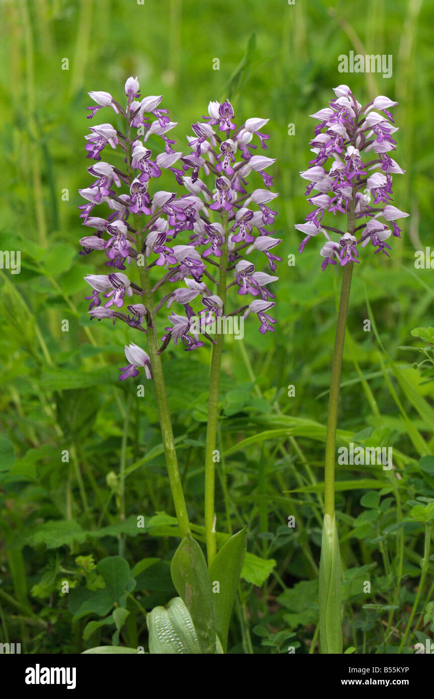 Militärische Orchidee, Soldat Orchidee (Orchis Militaris), Blüte Stockfoto