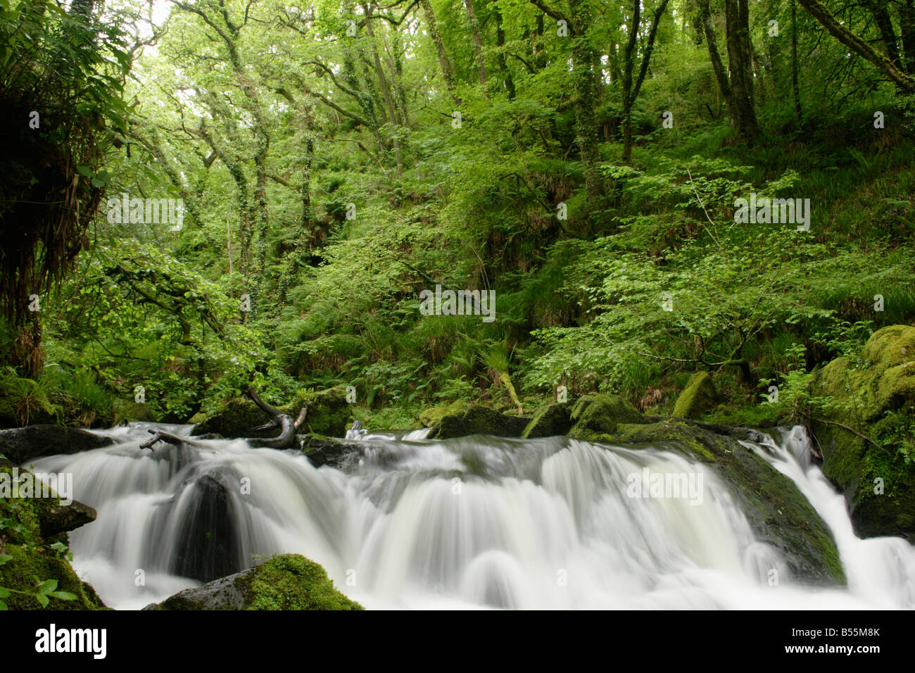 Fluss Fowey in Traubeneichen Quercus Petraea Eichenwälder bei Golitha Falls national Nature reserve Cornwall UK Stockfoto