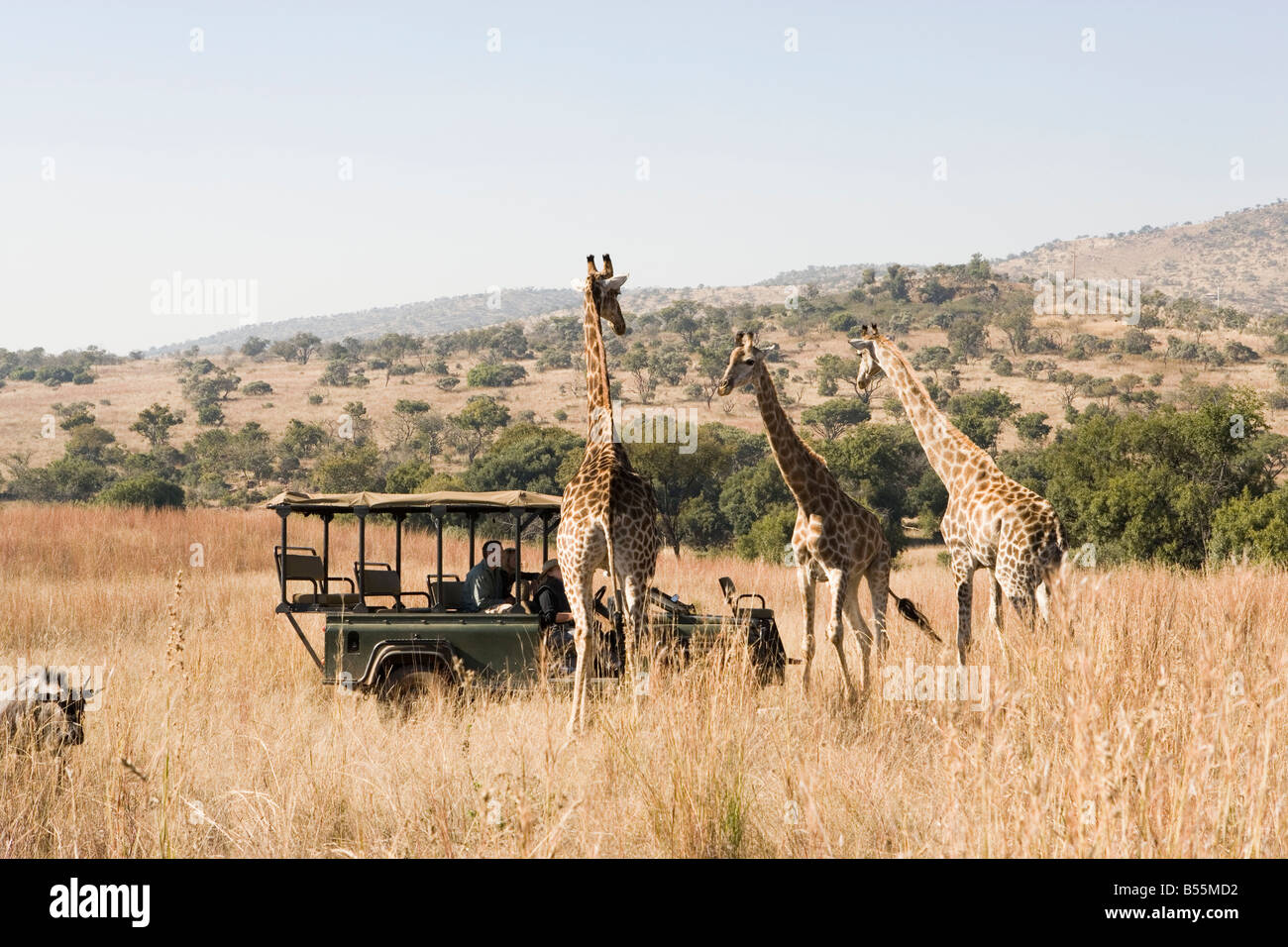 Safari-Fahrzeug mit Touristen, Blick auf Giraffen Stockfoto
