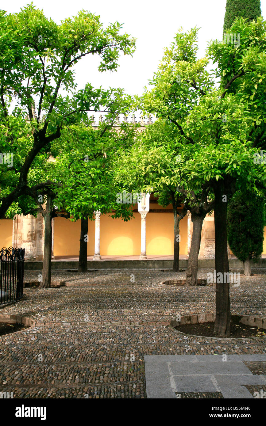 Patio de Los Naranjos - Orange Tree Hof, im Inneren der Mezquita von Cordoba, Spanien Stockfoto Patio de Los Naranjos - Orange Tree Hof, im Inneren der Mezquita von Cordoba, Spanien Stockfoto