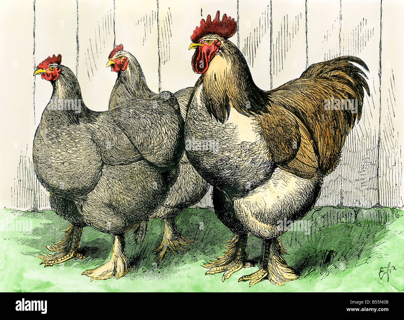 Buff cochin Hühner und Hahn 1870. Hand - farbige Holzschnitt Stockfoto