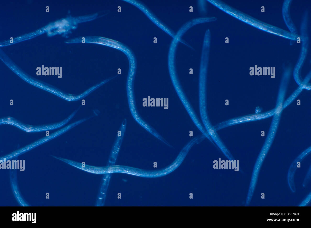 Enthopathogenische Nematoden töten Boden Schadinsekten Stockfoto