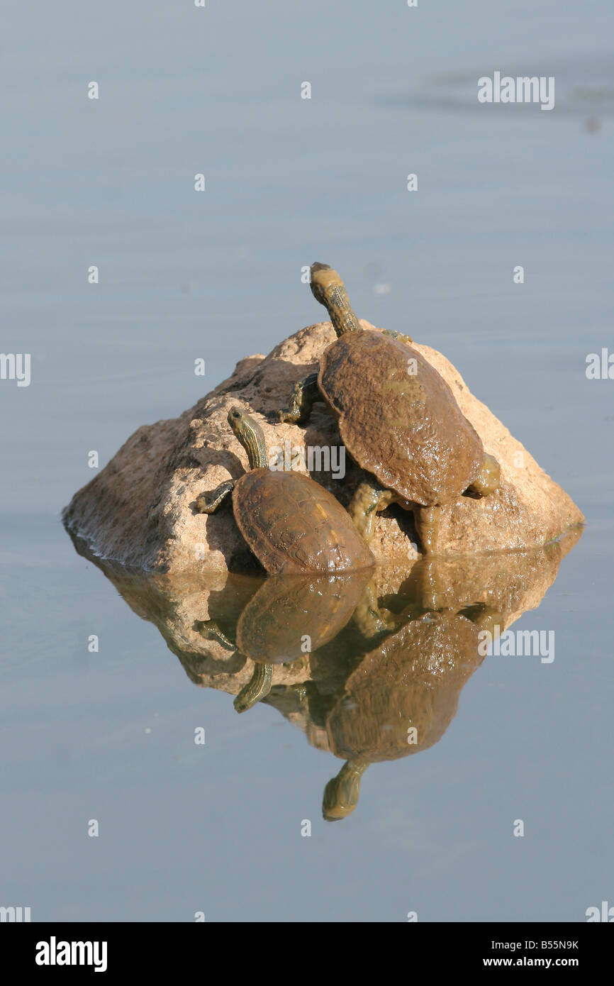 Kaspische Schildkröte oder gestreiften Hals Sumpfschildkröte Mauremys Caspica Israel Stockfoto