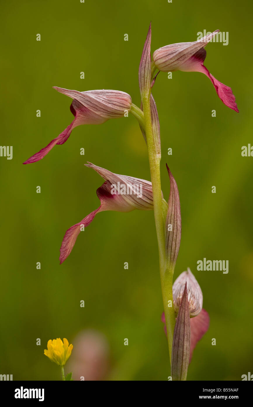 Zunge Orchidee (Serapias Lingua) in der Blume in feuchten Wiese, Nahaufnahme, Dordogne, Frankreich Stockfoto