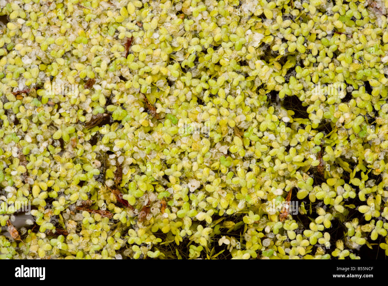 Zumindest Wasserlinsen (Lemna Minuta) Dordogne, Frankreich, Europa Stockfoto