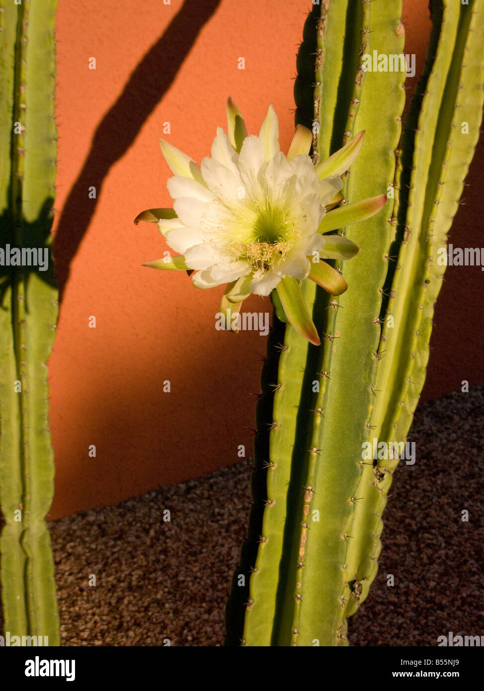 blooming Cereus Nacht Stockfoto
