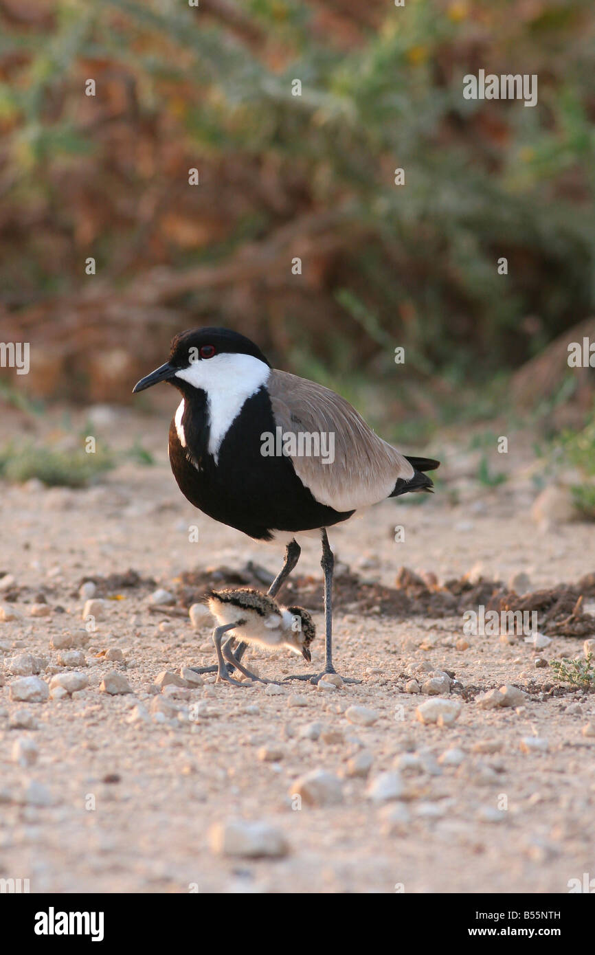 Erwachsenen und Küken Sporn geflügelte Kiebitz oder Sporn winged Plover Vanellus Spinosus Israel Frühjahr Mai 2008 Stockfoto