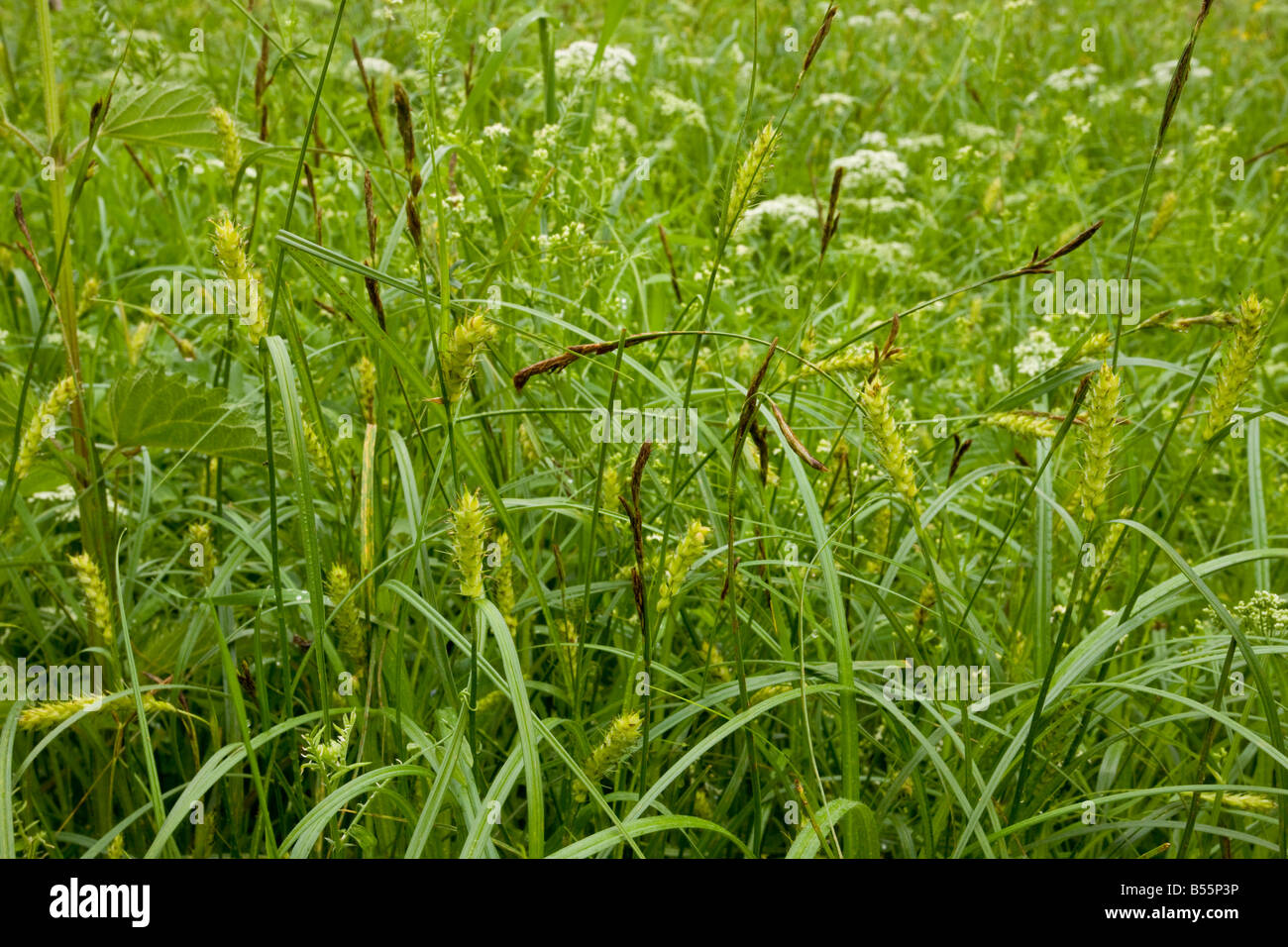 Behaarte Segge Carex Hirta in nassen Wiese Slowenien Stockfoto