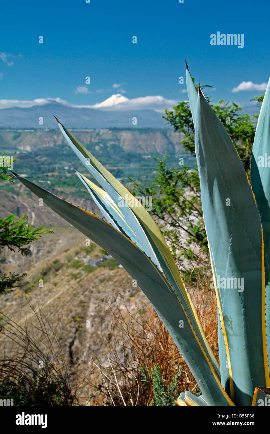 Vulkan Cotopaxi, Ecuador, gesehen durch eine Agave-Pflanze Stockfoto