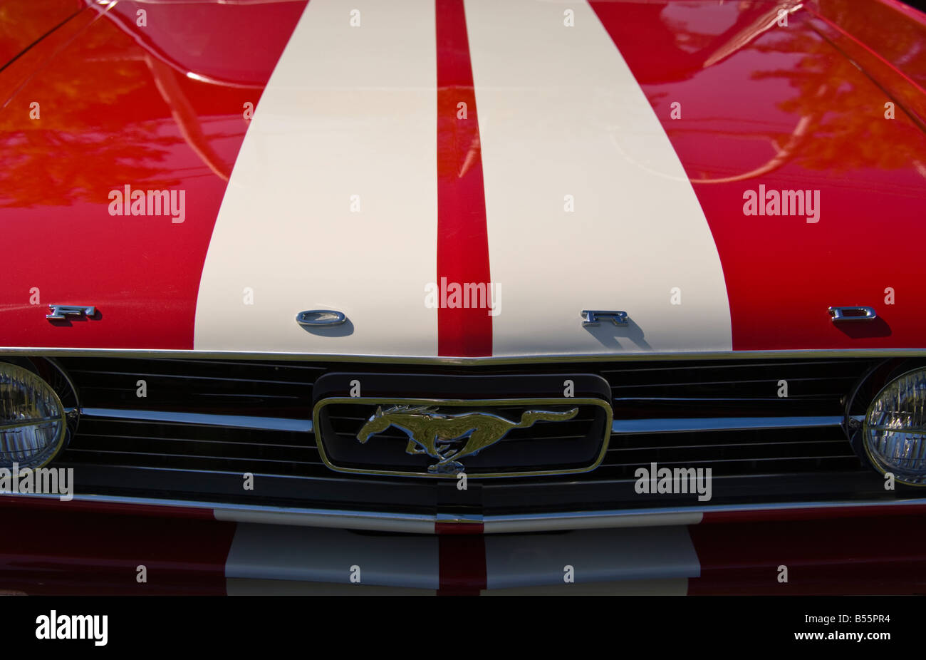 Roten Mustang Stockfoto