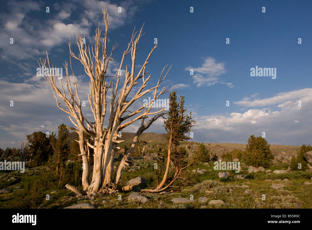 Weißstämmige Kiefer Pinus Albicaulis alten Baum teilweise tot in der Nähe von Winnemucca Lake in der Sierra Nevada Carson Pass California Stockfoto