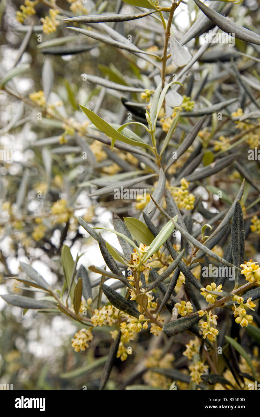 rhododendron luteum fireball Azaleea Japoneza Portocaliu (Rhododendron) Fireball main image 1