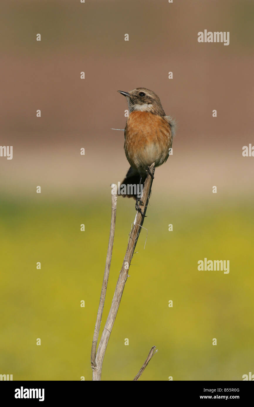 Weibliche afrikanische Schwarzkehlchen Saxicola Torquata ist ein Mitglied der alten Welt Fliegenfänger Familie Muscicapidae Stockfoto