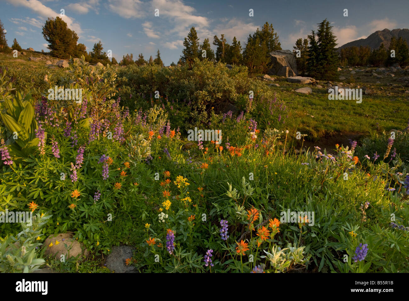 Spektakuläre Masse von Alpenblumen Pinsel Lupin etc. in der Nähe von Winnemucca Lake in der Sierra Nevada Carson Pass California Stockfoto