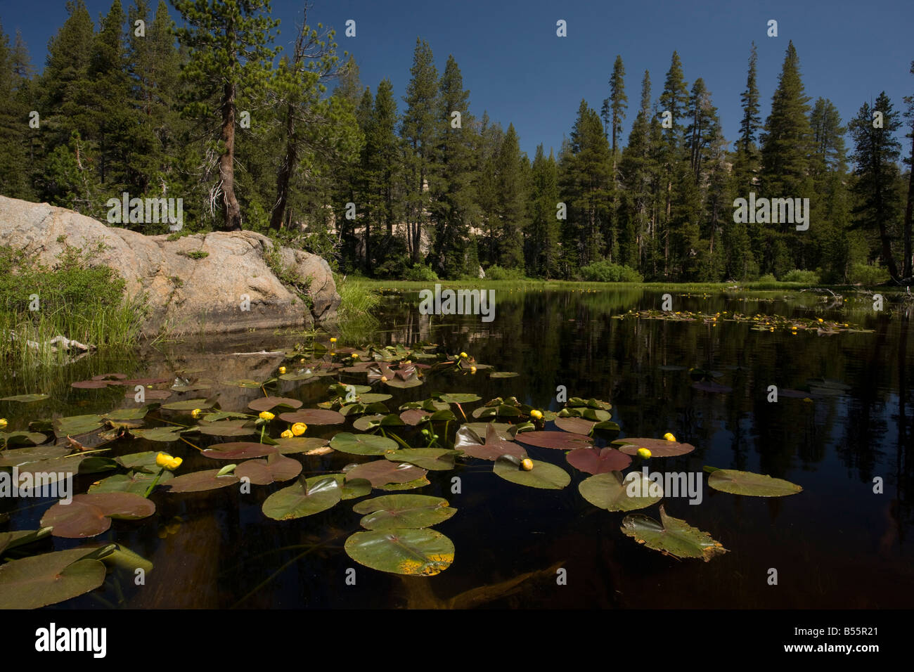Gelbe Seerose oder gelben Teich Lilie Teichrosen Lutea in einer alpinen See Sierra Nevada-Kalifornien Stockfoto