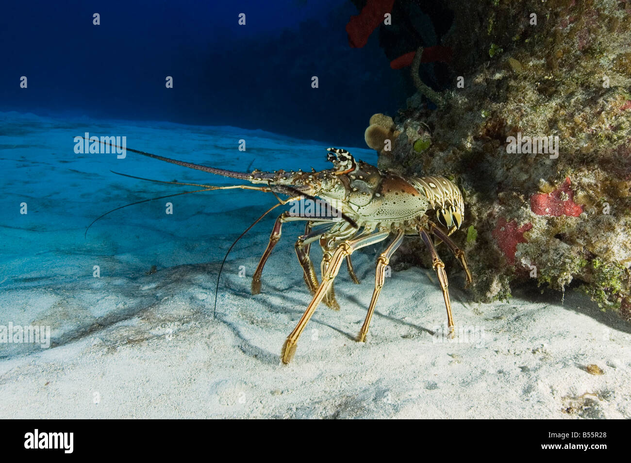 Ein Karibik-Languste auf ein Riff im Little Cayman Stockfoto