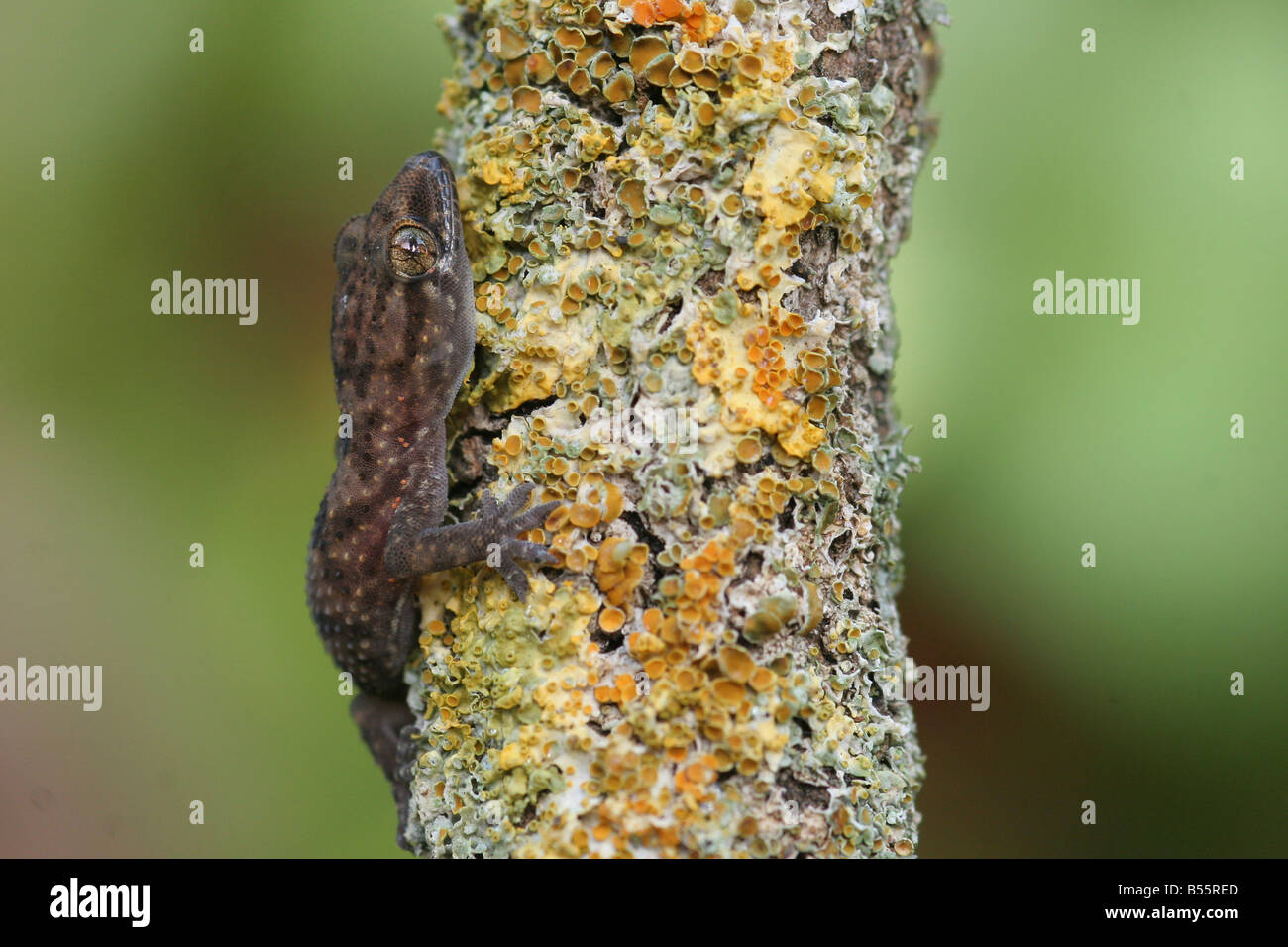 Mediterran Haus Gecko Hemidactylus turcicus Stockfoto