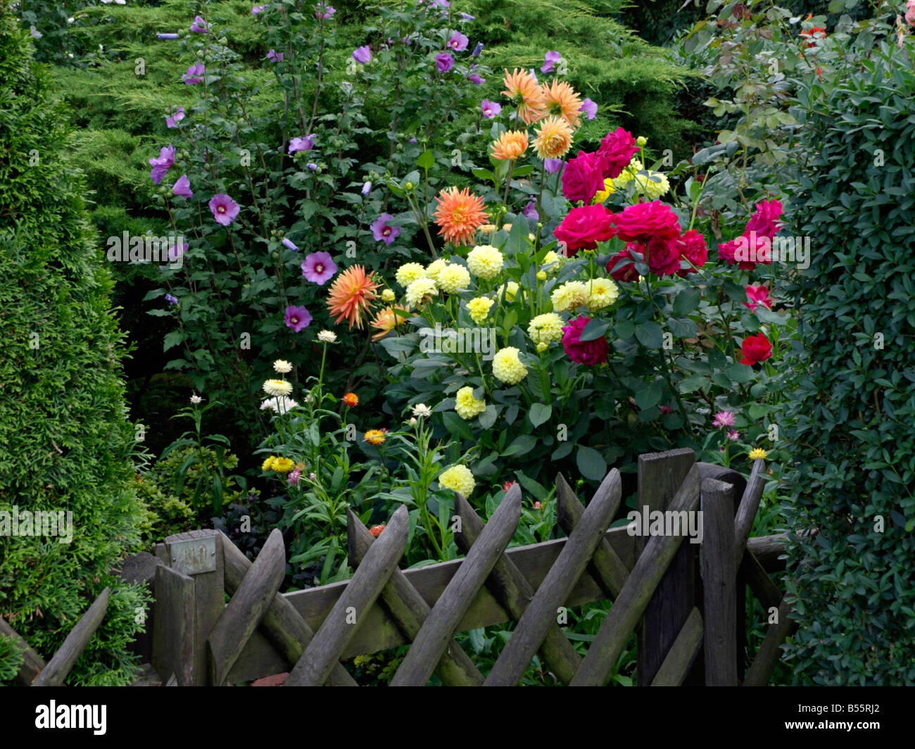 Gemeinsame Hibiskus (Hibiscus syriacus), Dahlien (Dahlia) und Rosen (Rosa) Stockfoto