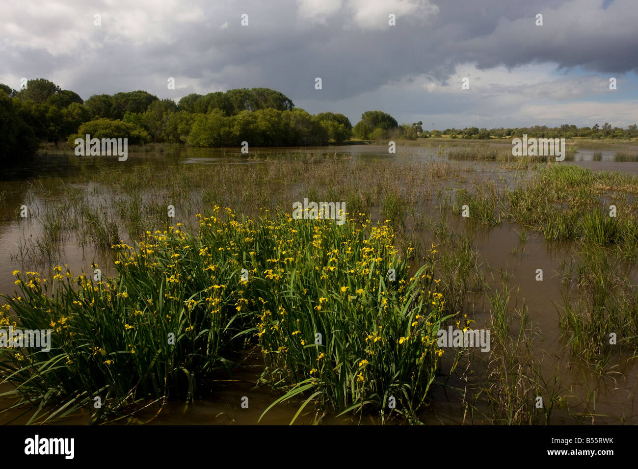 Feuchtgebiete mit gelber Iris Iris Pseudacorus bei El Rocina in Coto Donana Nationalpark Andalusien Süd-West-Spanien Stockfoto