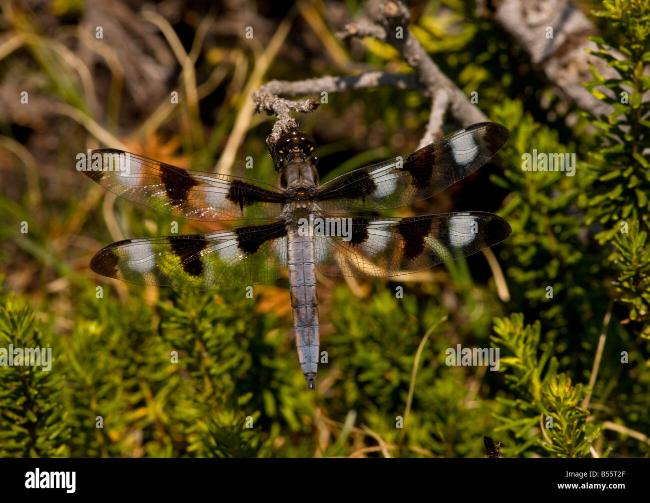 Die zwölf entdeckt Skimmer Libellula Pulchella auf roten Heather thront Mount Lassen California Stockfoto