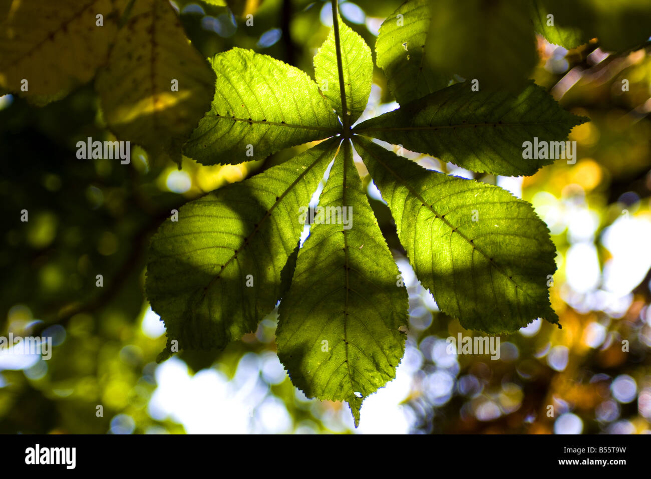 Foto von einer Rosskastanie Blatt Hintergrundbeleuchtung durch Sonnenlicht. Stockfoto