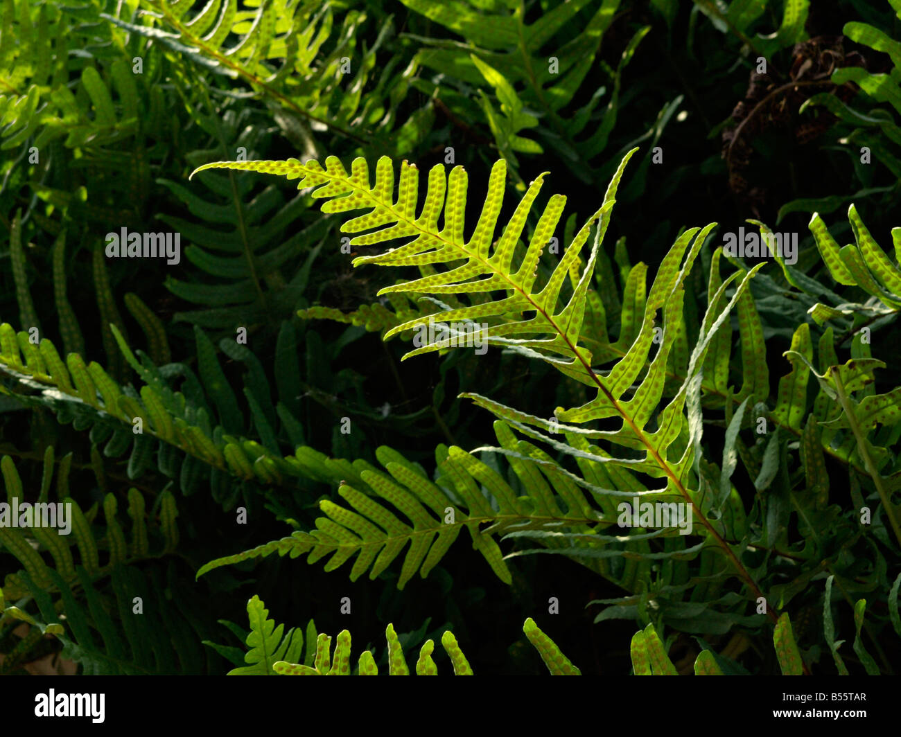 Gemeinsame polypody (polypodium vulgare) Stockfoto