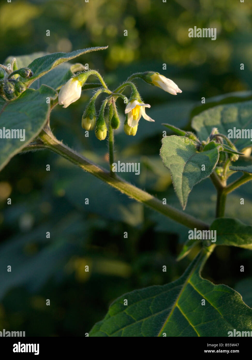 Schwarzer Nachtschatten (Solanum nigrum) Stockfoto