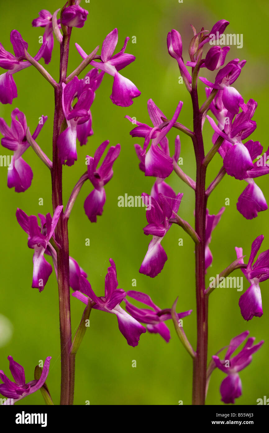 Lose blühenden Orchideen oder Lax blühenden Orchidee Orchis Laxiflora in nassen Wiese Dordogne Frankreich Stockfoto