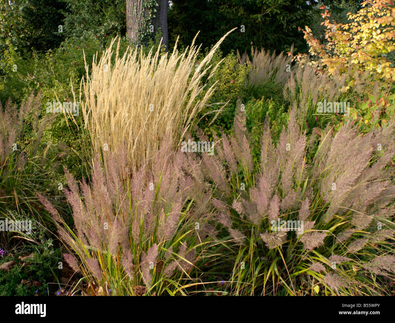 Schilfgras (Calamagrostis x acutiflora 'Karl Foerster') und Federschilfgras (Calamagrostis arundinacea var. brachytricha syn. Achnatherum Stockfoto