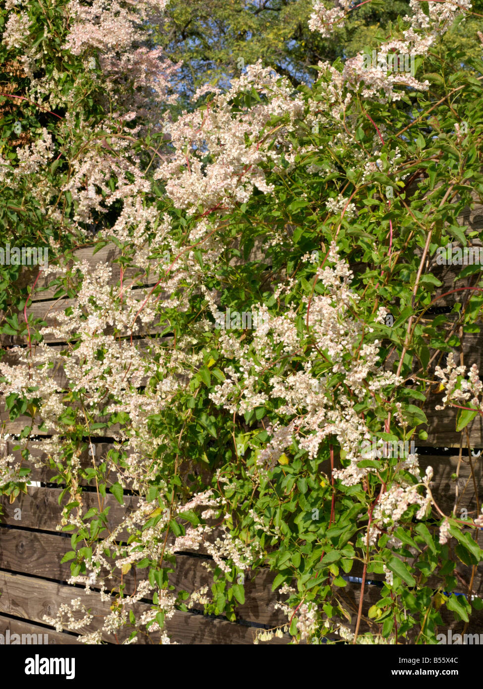 Russische Weinstock (fallopia aubertii Syn. polygonum aubertii) Stockfoto