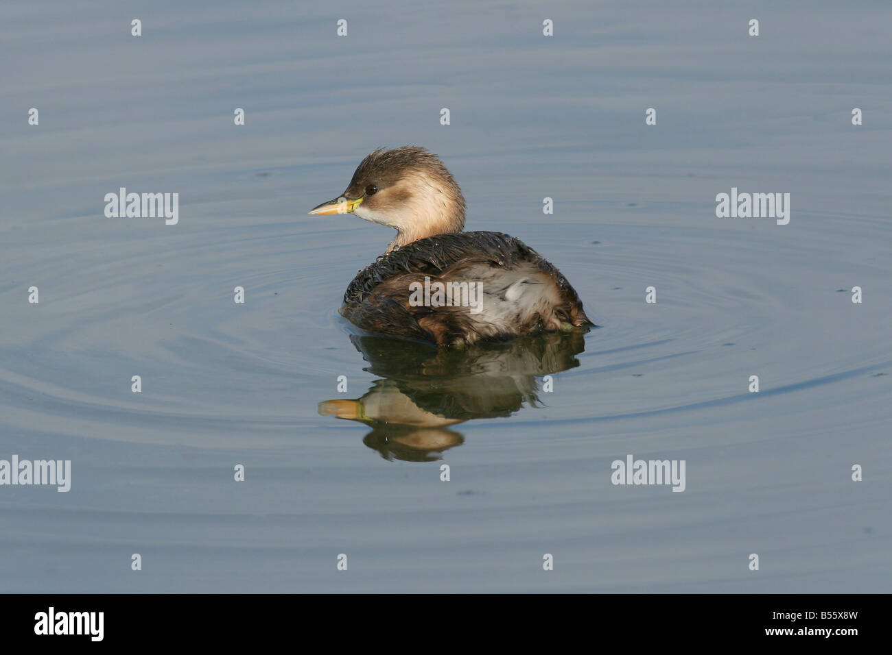 Wenig Grebe Tachybaptus Ruficollis in einem Teich Israel winter Dezember 2007 Stockfoto