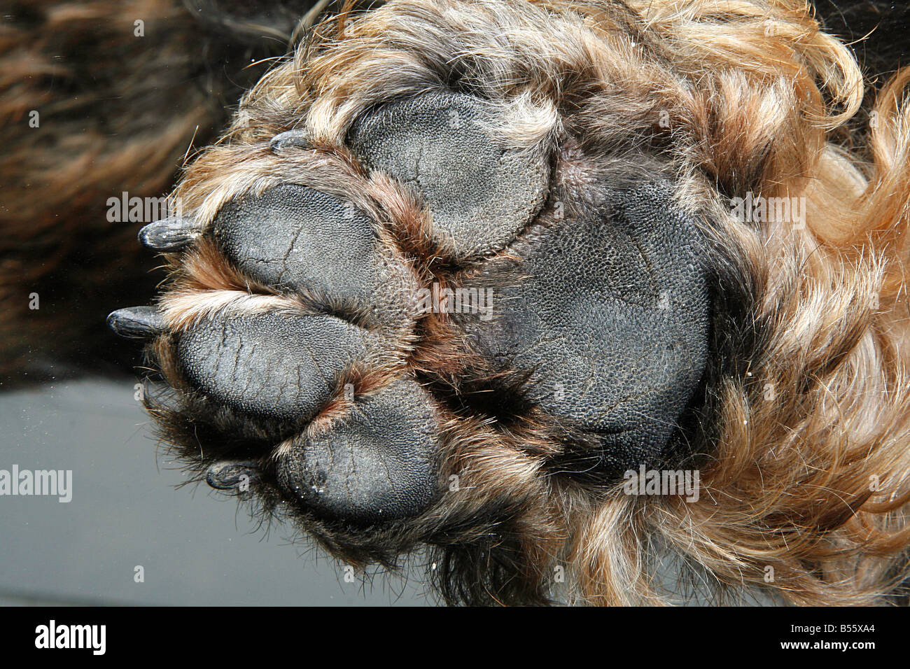 Hund Pfote unten Stockfotografie Alamy