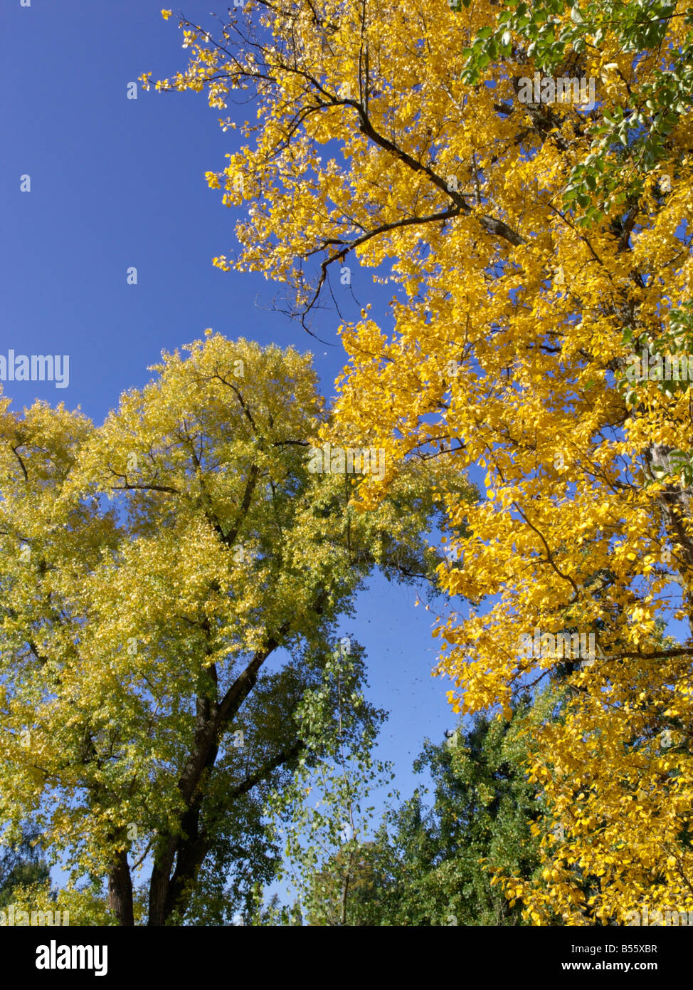 Berlin Pappel (populus x berolinensis) und kanadische Pappel (populus x canadensis) Stockfoto