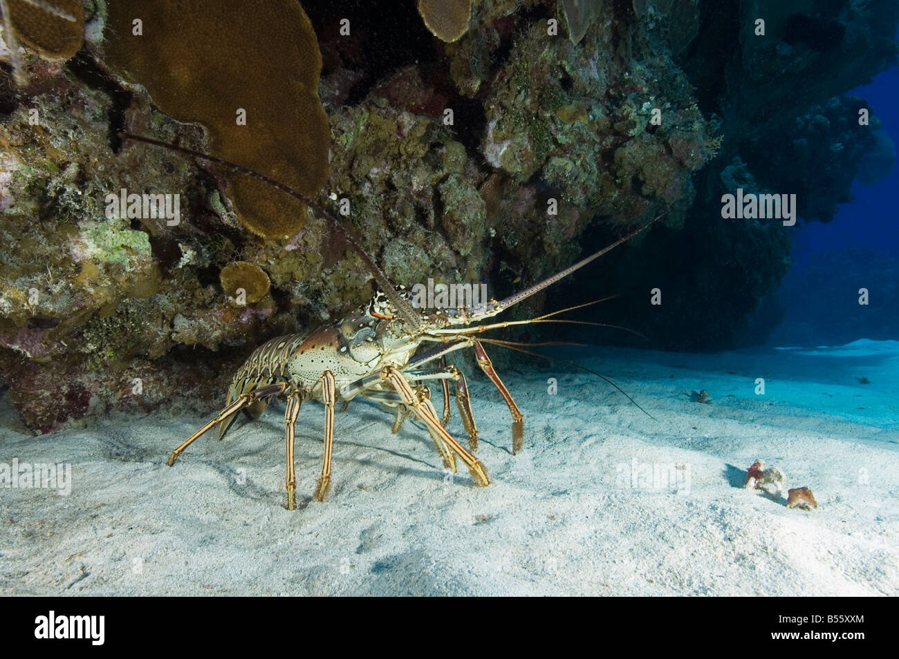 Ein Karibik-Languste auf ein Riff im Little Cayman Stockfoto