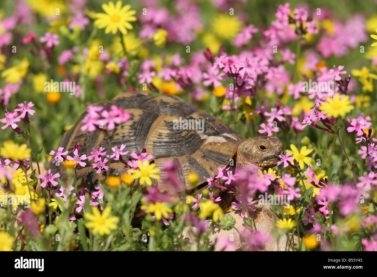 Sporn Sie-thighed Tortoise oder griechische Schildkröte Testudo Graeca in einem Feld von Blumen Israel Stockfoto