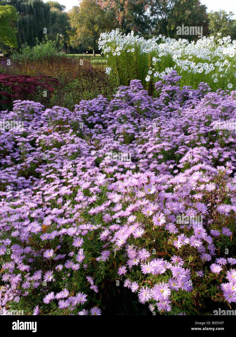 Astern (Aster) und ungarischen Daisy (leucanthemella serotina) Stockfoto