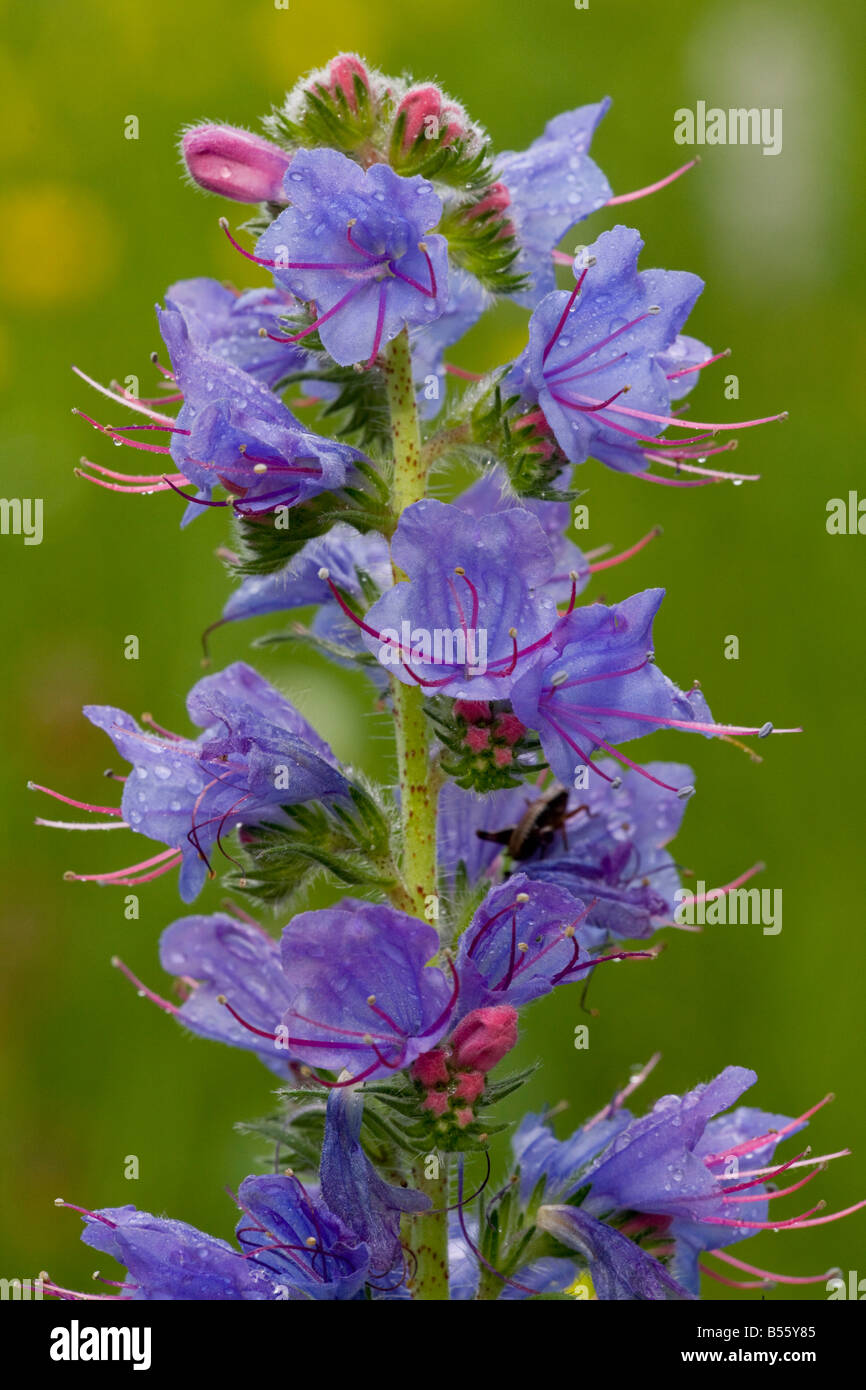 Viper's Bugloss Echium Vulgare in Blume verbreitete Pflanze an Wegrändern und Wiesen Slowenien Stockfoto