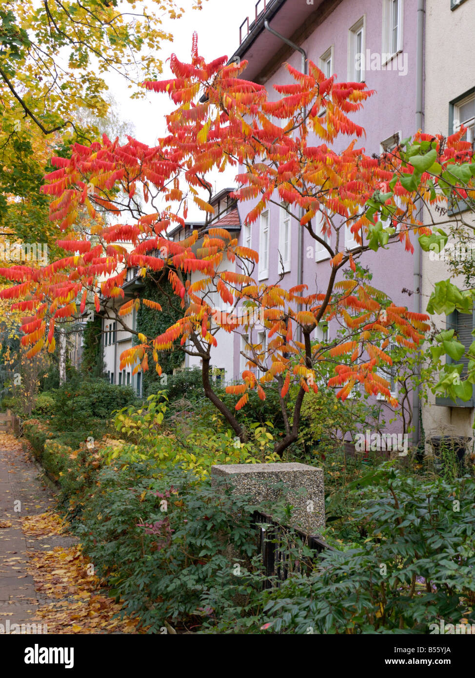 In Hirschhorn sumach (rhus hirta Syn. rhus typhina) Stockfoto