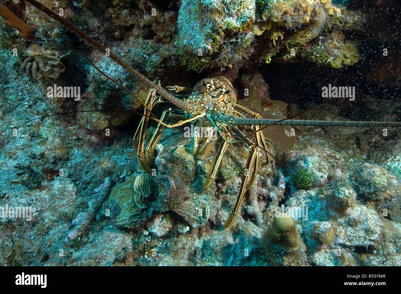 Ein Karibik-Languste auf einem Felsvorsprung auf ein Riff im Little Cayman Stockfoto