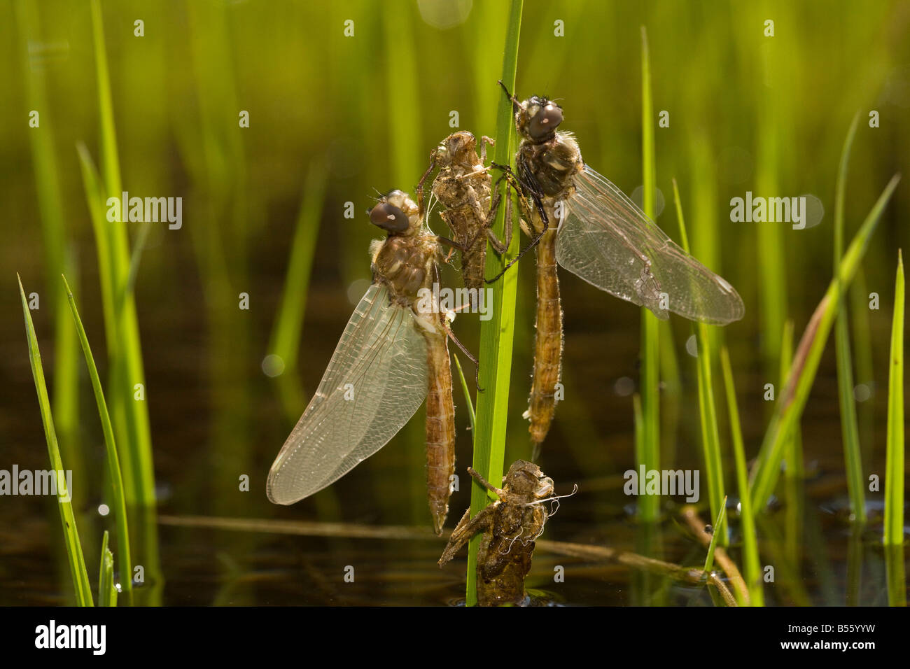 Neu entstanden Libellen mit nymphal Fällen Exuviae in großer Höhe See Lassen Nationalpark Kalifornien Stockfoto