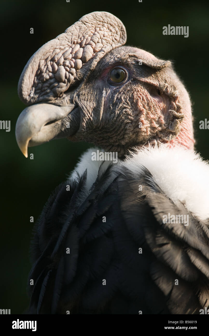 Andenkondor - Kondor Vultur Stockfoto