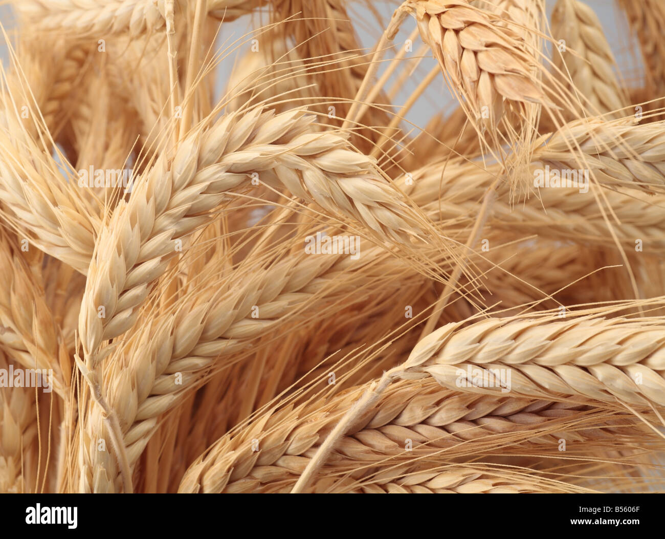 Weizen-bundles Stockfoto