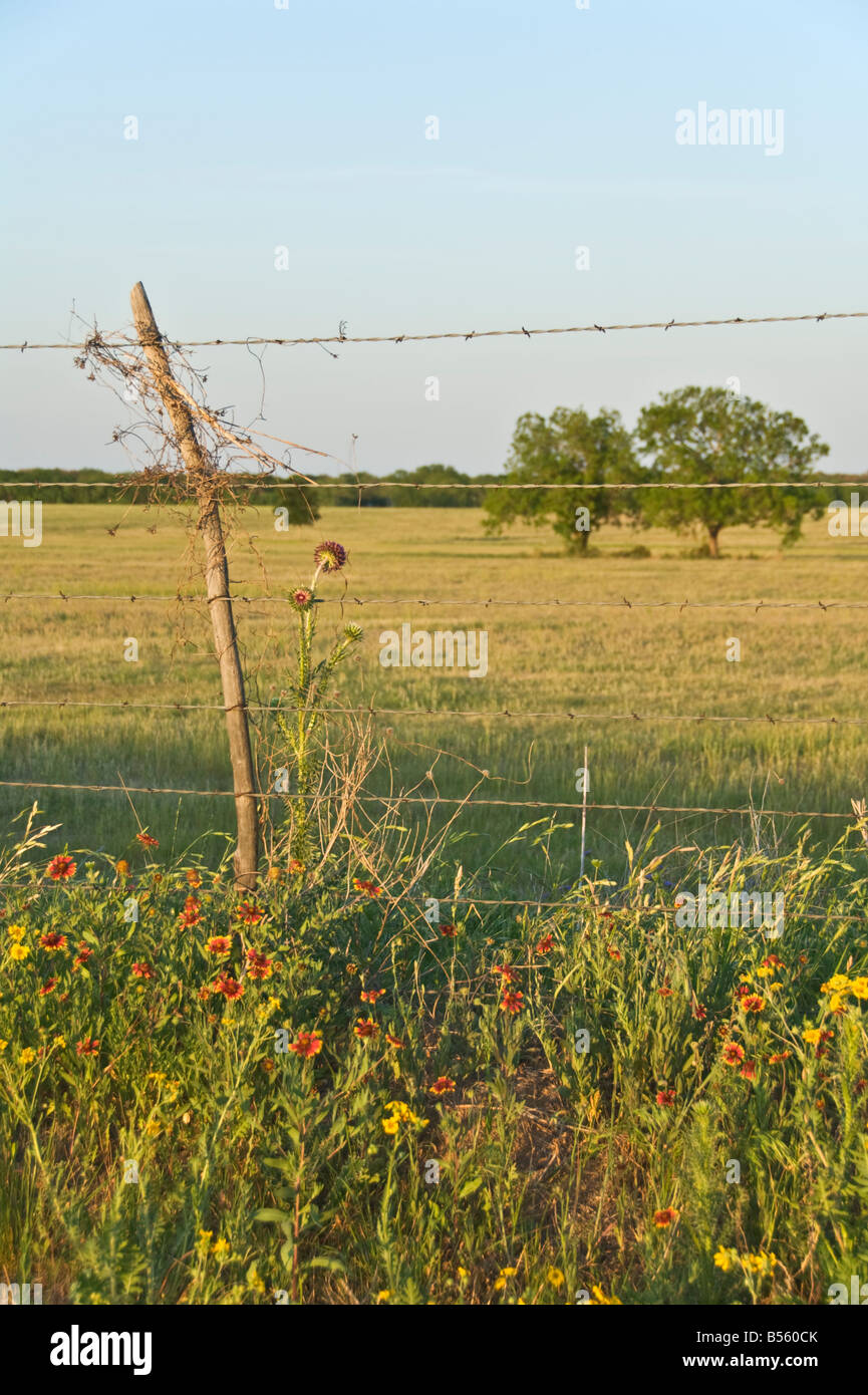 Texas Hill Country Weide Stacheldraht Zaun Wildblumen in der Nähe von Fredericksburg Stockfoto