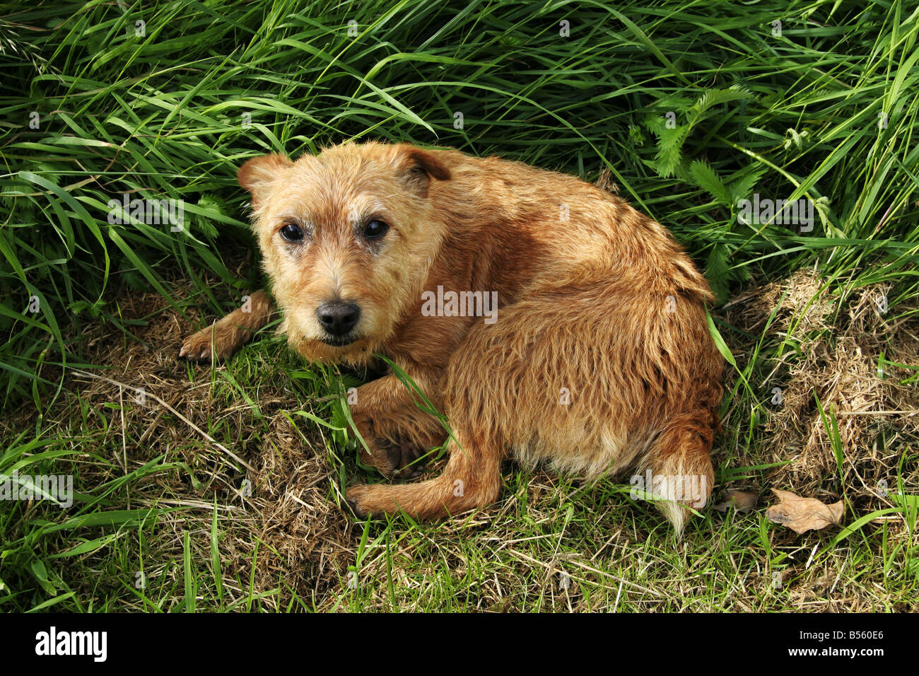 Terrier Hund zusammengerollt in langen Rasen. Der Border Terrier erschien im 18. Jahrhundert und hat wenig seit geändert. Stockfoto