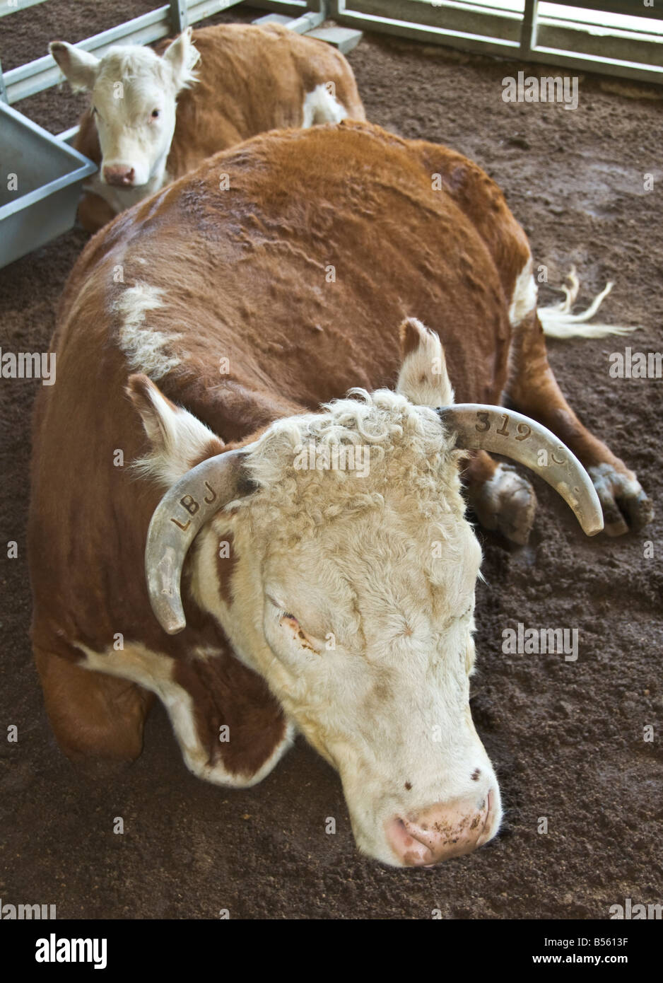 Texas Stonewall Lyndon B Johnson National Historical Park Ranch Scheune Hereford Kuh und Kalb LBJ Initialen auf Horn anzeigen Stockfoto