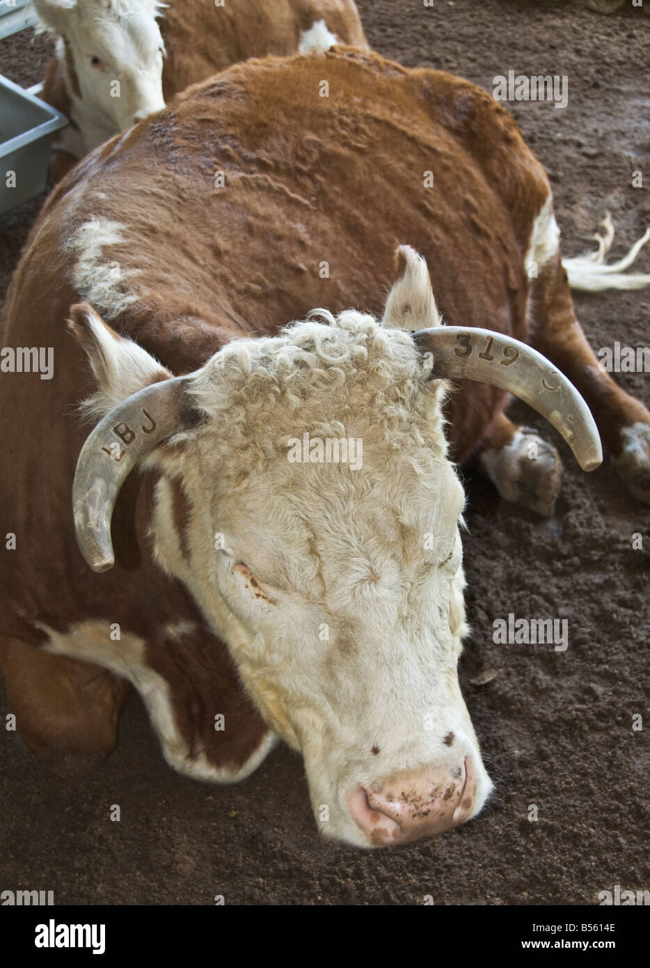 Texas Stonewall Lyndon B Johnson National Historical Park Ranch Scheune Hereford Kuh und Kalb LBJ Initialen auf Horn anzeigen Stockfoto