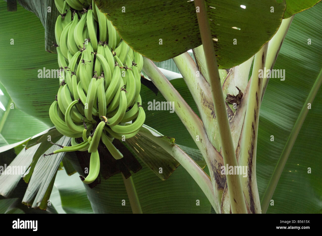 Bananen auf einer Plantage in der Provinz El Oro in der Nähe von Machala, Ecuador. Digitale Fotografie Stockfoto