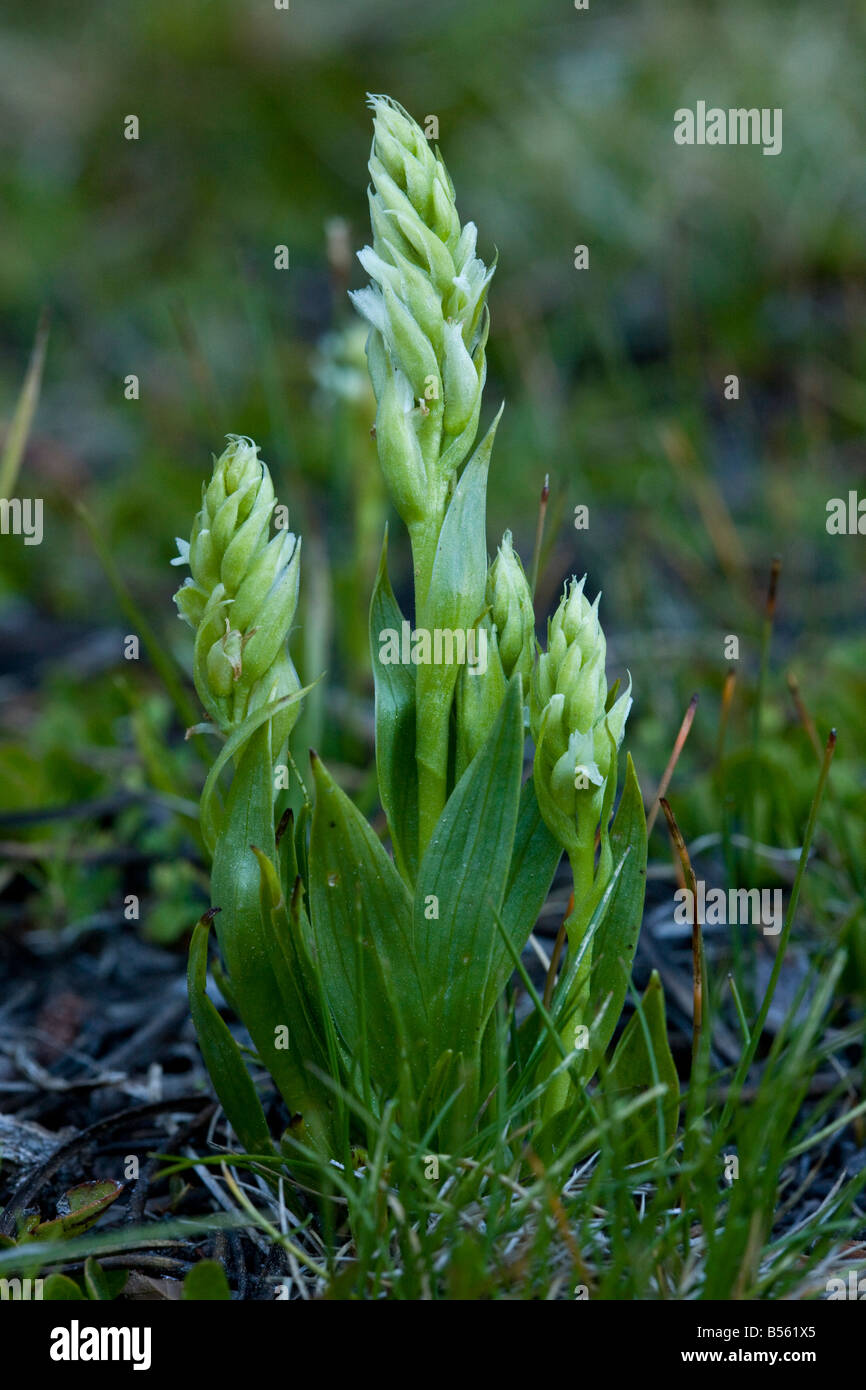 Irish Lady s locken Spiranthes Romanzoffiana äußerst selten-Orchidee im westlichen britischen Inseln Stockfoto