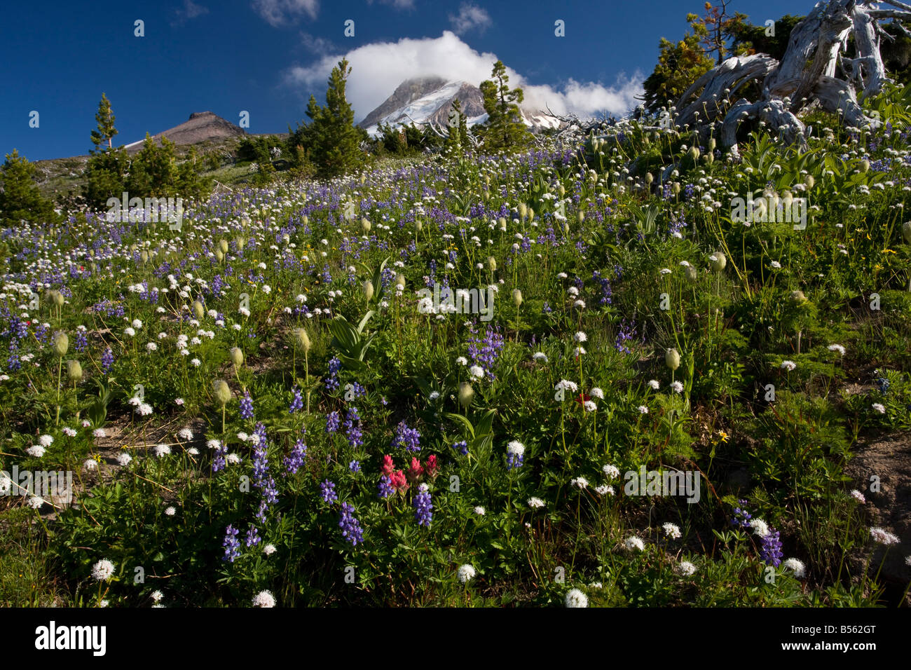 Spektakuläre Masse von Blumen Lupinen Suksdorf Pinsel Sitka Baldrian etc. an den oberen Hängen des Mount Hood, Oregon Stockfoto